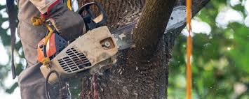 Lawn Watering Services in Rio Dell, CA