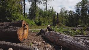 Best Emergency Tree Removal  in Rio Dell, CA