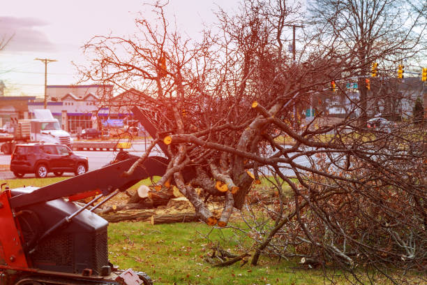 Best Arborist Consultation Services  in Rio Dell, CA