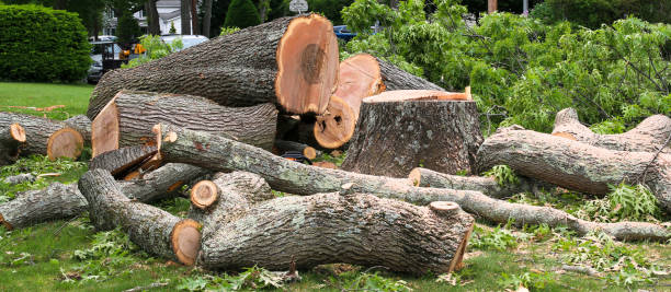 Best Storm Damage Tree Cleanup  in Rio Dell, CA