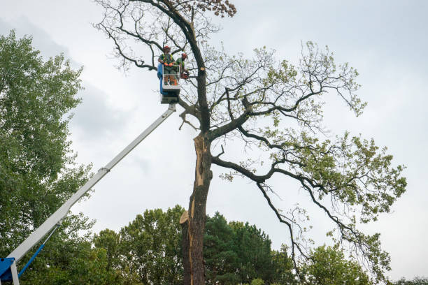 Best Fruit Tree Pruning  in Rio Dell, CA