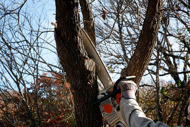 Best Hedge Trimming  in Rio Dell, CA