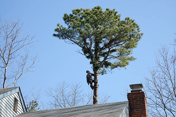 Best Commercial Tree Services  in Rio Dell, CA