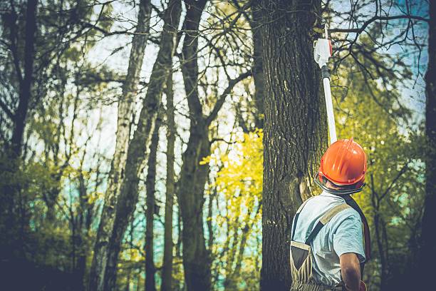Best Tree Trimming and Pruning  in Rio Dell, CA