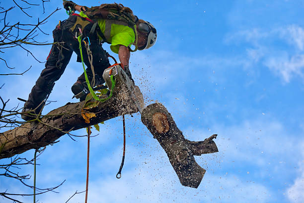 Reliable Rio Dell, CA Tree Care Solutions