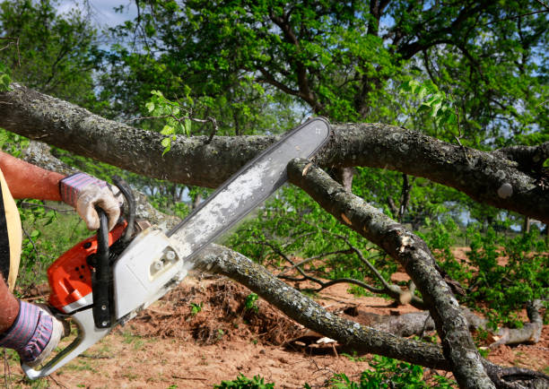 Best Root Management and Removal  in Rio Dell, CA